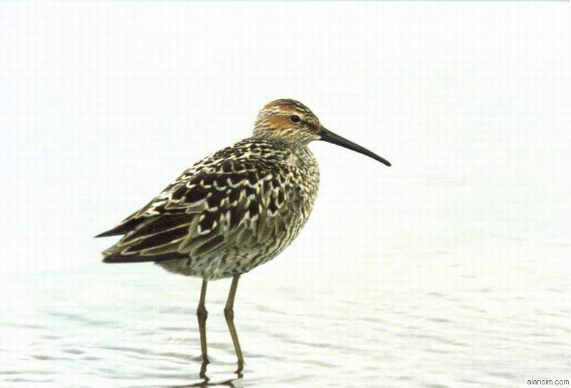 Birds