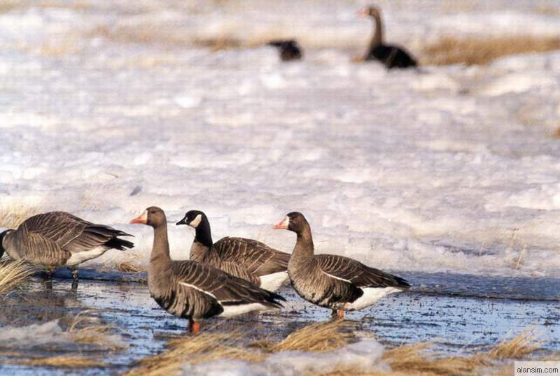Geese