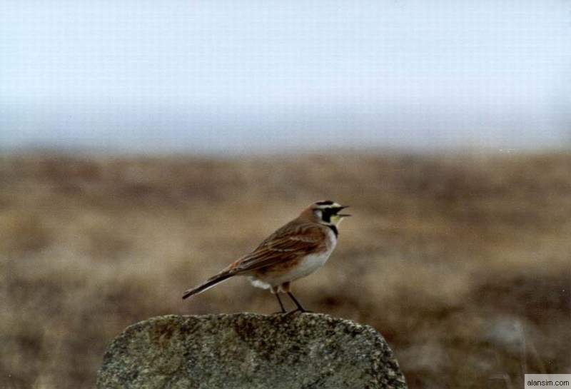 Birds