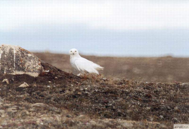 Snowy Owl