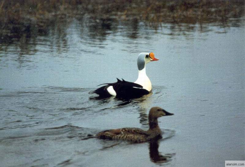 King Eider Ducks