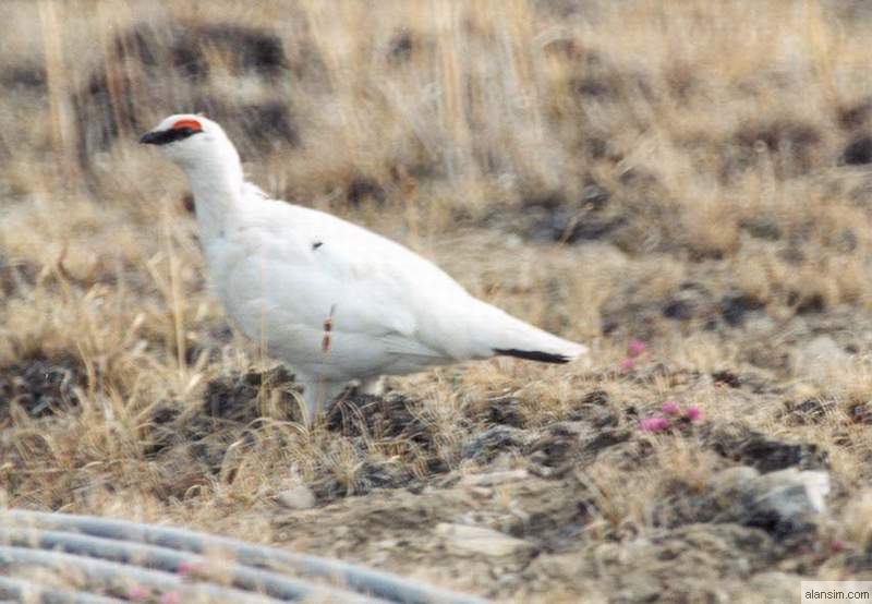 Ptarmigan