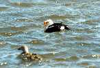 King Eider Ducks
