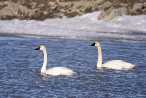 Swans