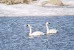 Swans