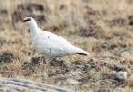 Ptarmigan