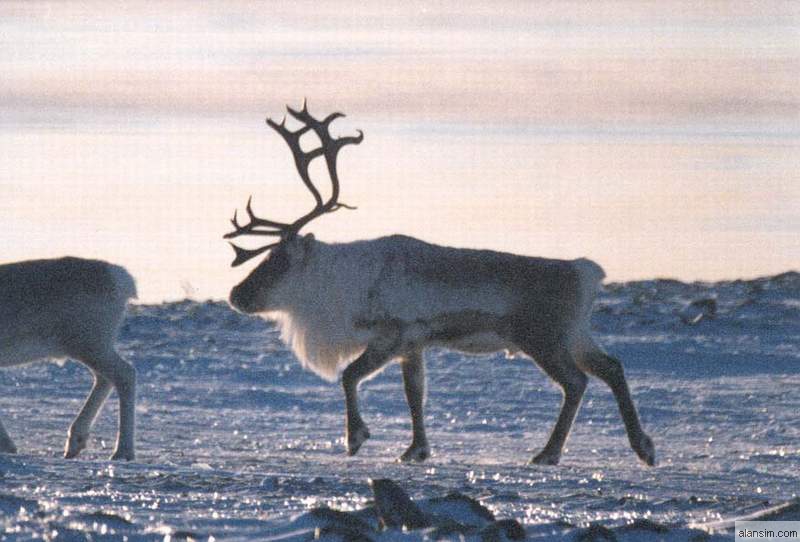Caribou