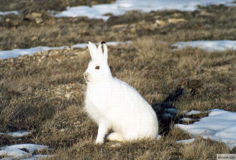 Arctic Hare