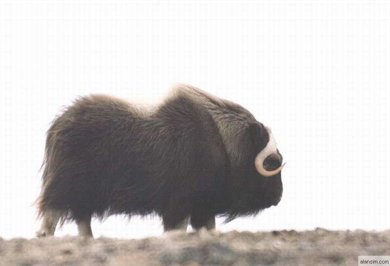 Musk ox