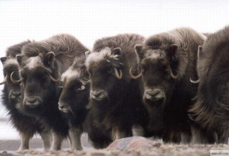 Musk ox