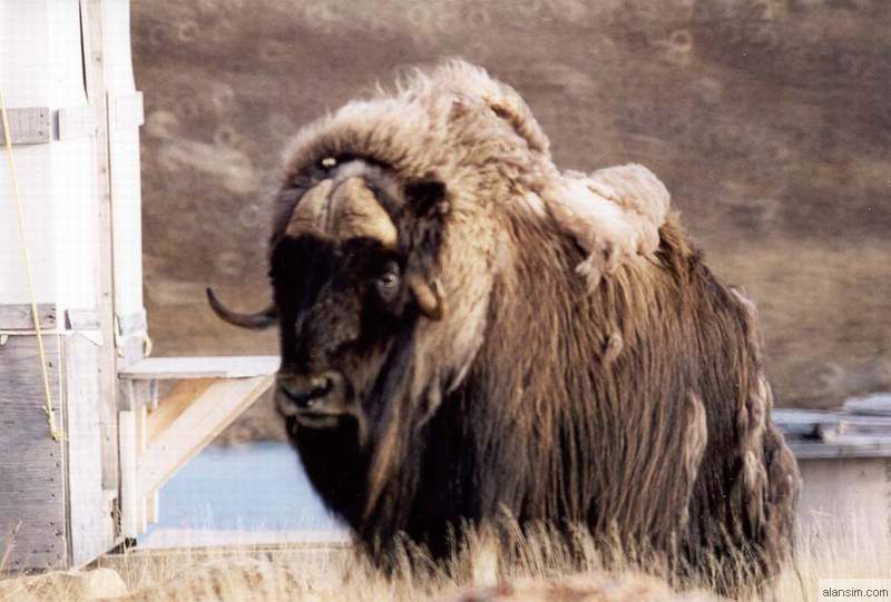 Musk ox