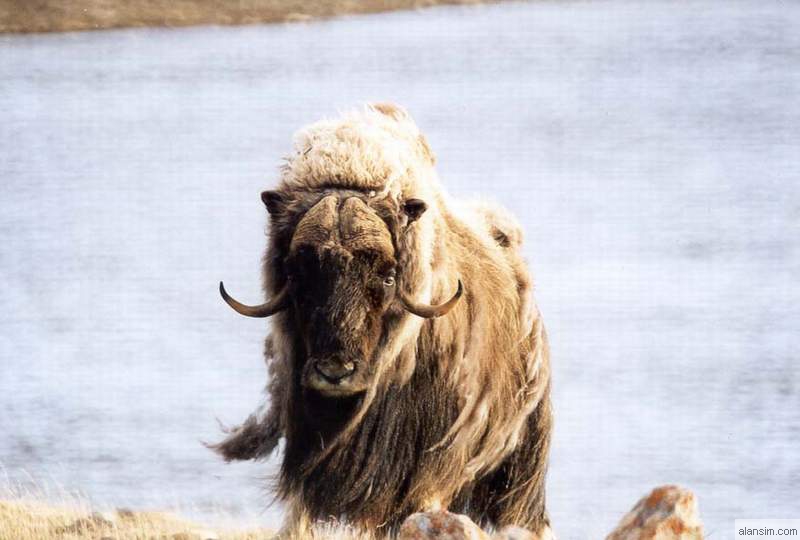 Musk ox