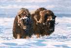 Musk ox