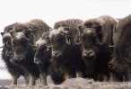 Musk ox