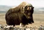 Musk ox